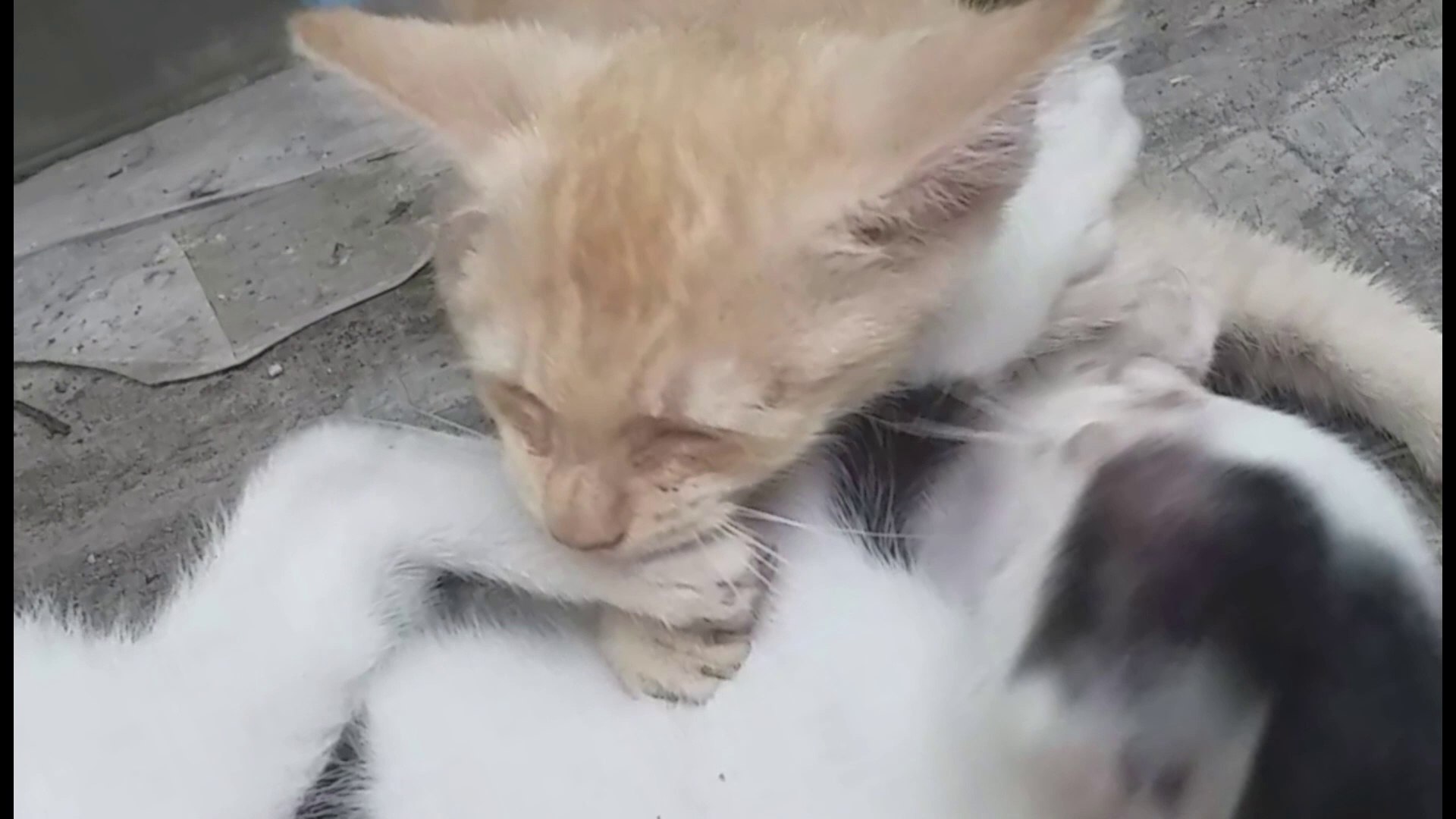 ⁣Vicious Aikido Cat Cat Fight                  Cute Cats Cat Videos Meow funny cat kittens