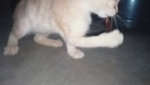 KITTENS Busy MOUTH is SUS...Meow Cat videos Funny cats  Cats Purr