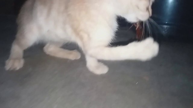 KITTENS Busy MOUTH is SUS...Meow Cat videos Funny cats Cats Purr
