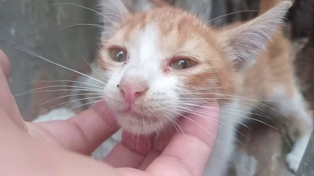 SAD Kitten TOUCHED me MORE than I could Handle: cats cat videos meow purr