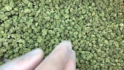 Small Bud Extra CBD