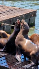 Les otaries envahissent San Francisco