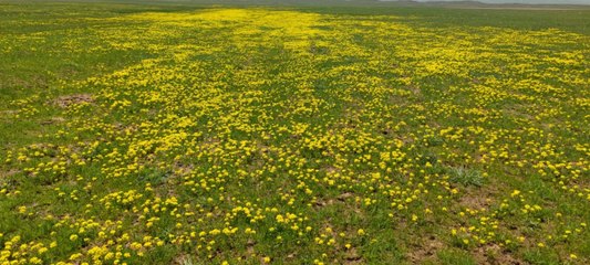 Sütey Yaylası bahar çiçekleriyle renklendi