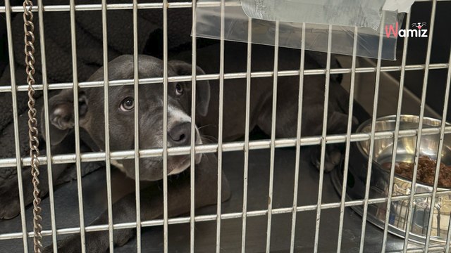 « Bon chien, pas de nom » : les yeux de ce chien abandonné ont bouleversé les sauveteurs