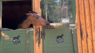 Cute horses enjoy messing with each other