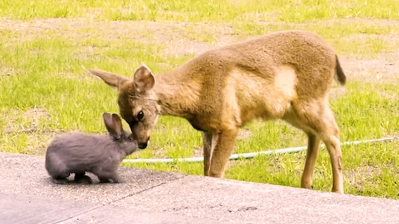 Junghirsche und Kaninchen spielen zusammen - genau wie ein wirklich-Leben Bambi