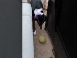 Dog Plays with Ball by Herself