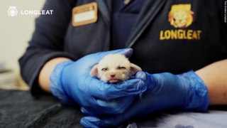 Cuteness overload: Tiny fox kits are born