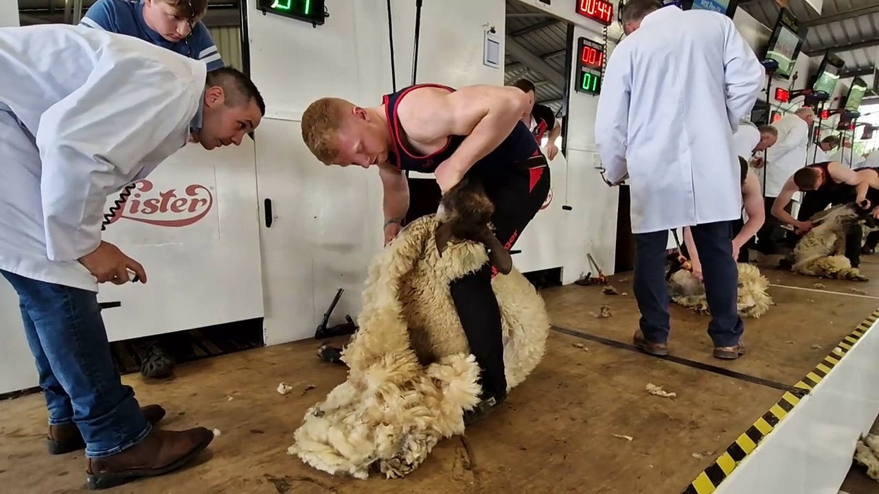 Young Farmers Adanced Shearing Final