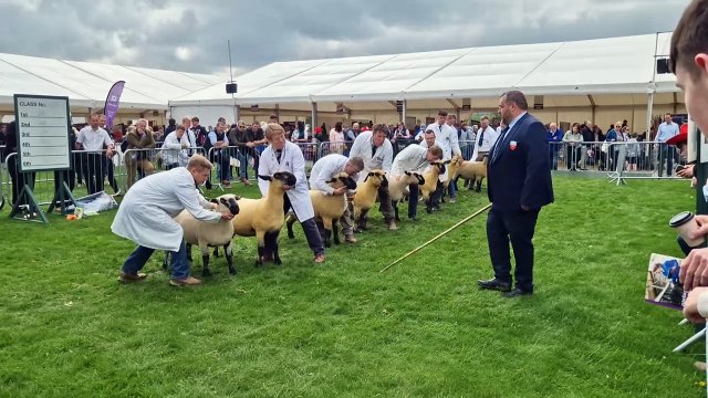 Rosettes for sheep breeders