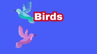 Birds Vocabulary l Birds Name In English l Kids English Educational Video | Bright Spark Station
