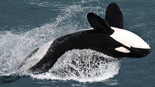 Alerta En España Por Las Orcas