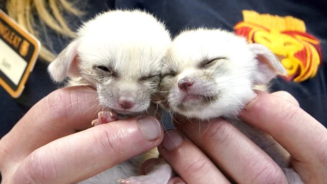 So Cute! Watch as Tiny Baby Fennec Foxes Are Bottle Fed at Safari Park in England