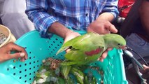 Lalukhet birds Market latest update of Exotic Parrot Baby price 12 may 2024
