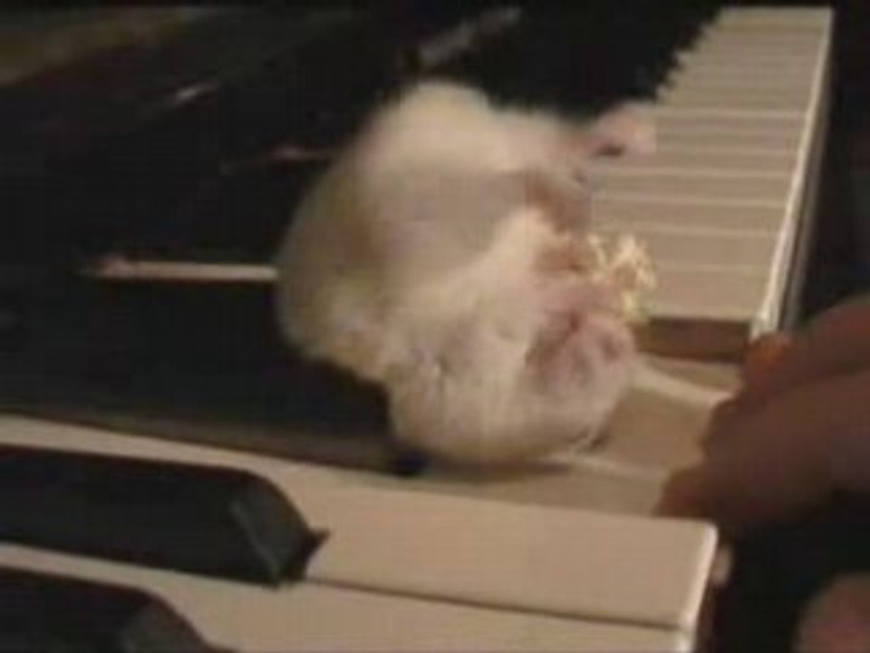 Hamster