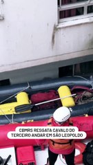 Resgate cavalo de prédio em São Leopoldo