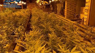 La plantación de marihuana que han encontrado en un domicilio de Ponferrada