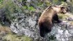 Un oso en Ondinas, espacio osero por excelencia en el Alto Sil