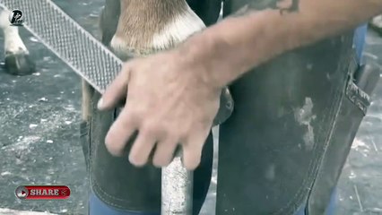 Horse Hoof Restoration