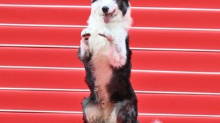Cannes-Star Messi: Filmhund erobert den roten Teppich