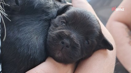 Nice : un passant découvre un carton rempli de chiots devant les poubelles d'un supermarché Carrefour
