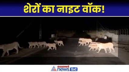 Ambardi Safari Park: सड़क पर दिखा शेर, शेरनियों और शेर के बच्चों के झुण्ड, वीडियो वायरल