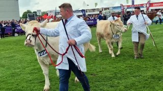 Balmoral 2024: Crowds at the cattle ring