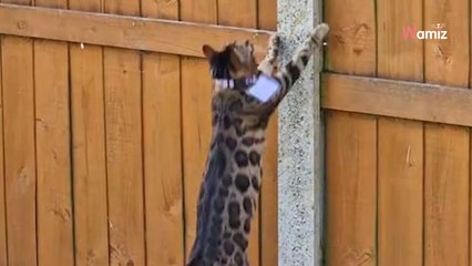 Ses chats sautent par-dessus sa clôture : il décide d’un stratagème pour les empêcher de s’échapper
