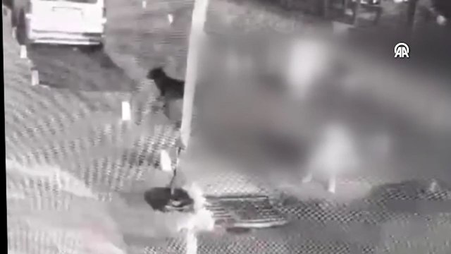 Kocaeli'de sahipsiz köpeklerin kediye saldırısı güvenlik kamerasında