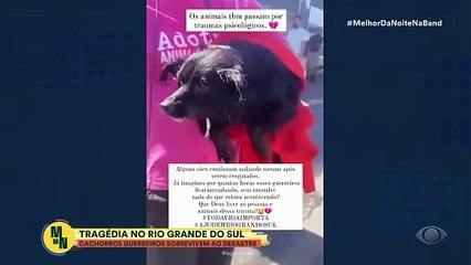 Cães sobreviventes de desastre no RS comovem a web após resgate