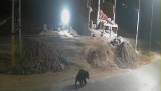 टाइगर के बाद अब भालू भी खैरथल की तरफ निकला, सीसीटीवी फुटेज में कैद