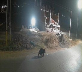 टाइगर के बाद अब भालू भी खैरथल की तरफ निकला, सीसीटीवी फुटेज में कैद
