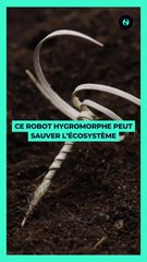  Ce minuscule robot pourrait bien être notre seule chance de sauver l'écosystème. 