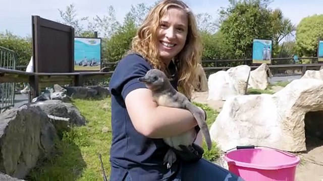 Arrival of Penguin Chicks at Folly Farm, Pembrokeshire
