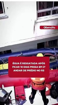 Égua é resgatada após ficar 10 dias presa em 3º andar de prédio no RS