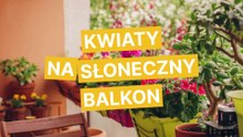 Kwiaty na słoneczny balkon