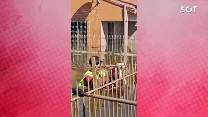 Gatos resgatados de casa inundada em ação heroica de voluntários no Rio Grande do Sul