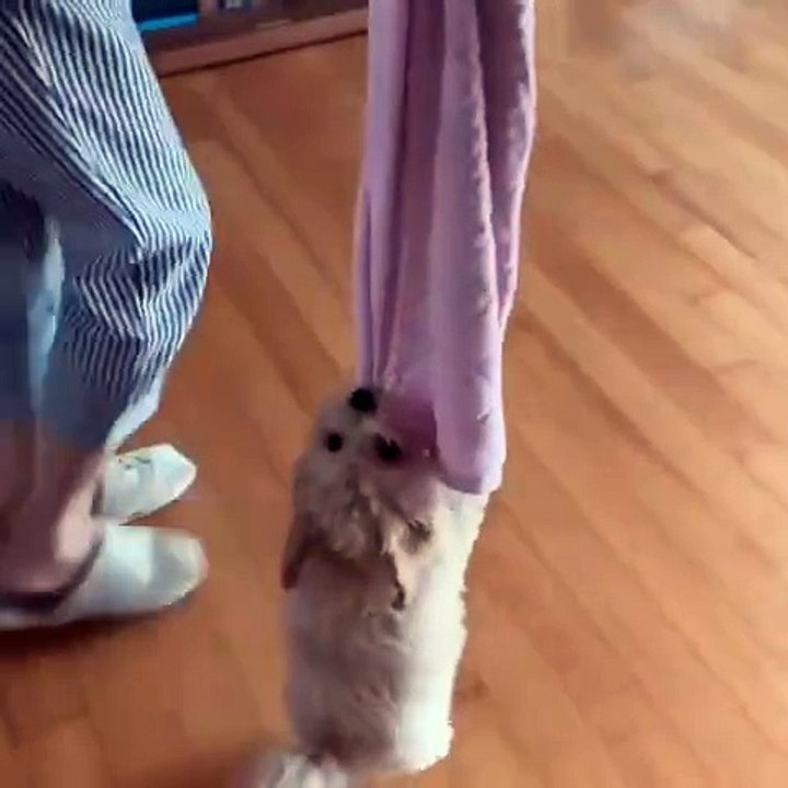 Funny Dog are so cute