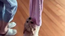 Funny Dog are so cute