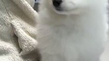 Dog is so cute and beautiful 
