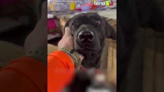 Vídeo mostra cães que permanecem no telhado de casinhas mesmo após resgate no RS