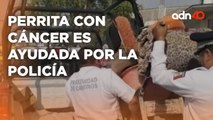 Policías ayudan a perrita con cáncer en Atlixco, Puebla, la perrita estaba muy grave