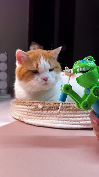 Cats funny video