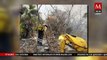 35 incendios forestales arrasan con ecosistemas y comunidades en Guerrero