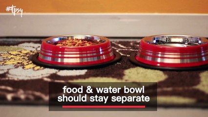 First Time Cat Owner Tips and Tricks!