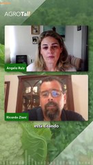 Clima é desafio para a produção de couve nas principais regiões produtoras!