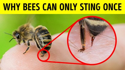 Why Bees Don't Survive After Stinging You (And Other Animal Facts)