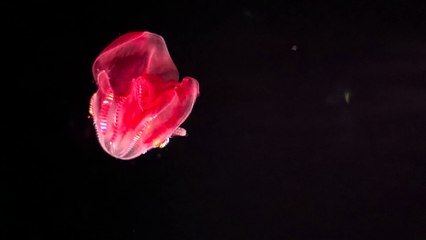 Bloody-belly comb jellies, Monterey Aquarium