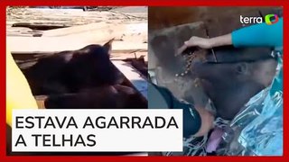 Porca é resgatada após passar 'dez dias debaixo d'água' em Porto Alegre