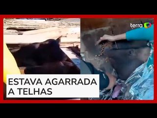 Porca é resgatada após passar 'dez dias debaixo d'água' em Porto Alegre
